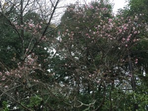 京都　寒桜